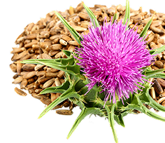 How Herbal Bitters Support Digestion, Metabolism, and Gut Health Naturally