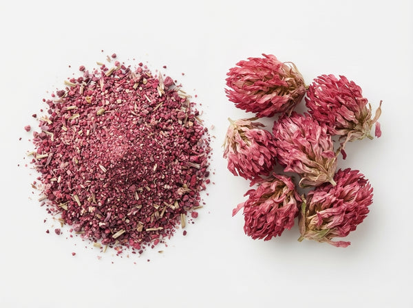 Red Clover Blossom