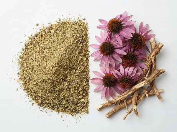 Echinacea