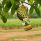 Pure Soursop Bitters with Moringa & Tumeric