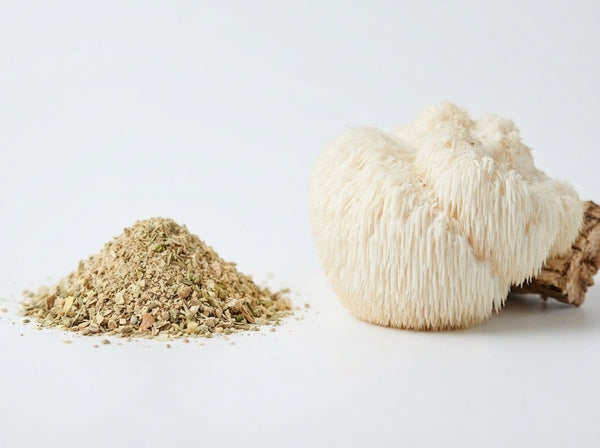 Lion’s Mane Mushroom