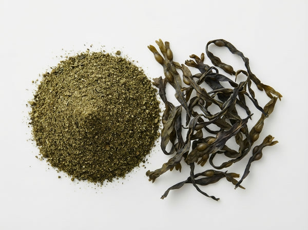 Bladder wrack