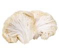 Lion’s Mane Mushroom