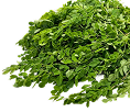 Moringa