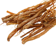 Ginseng