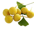 Ginkgo Biloba