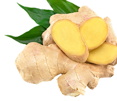 Ginger