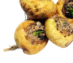 Maca Root
