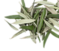 Olive Leaf