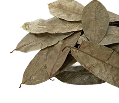Soursop Leaves